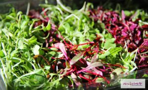 Fresh mixed microgreens for healthy eating and nutrition.